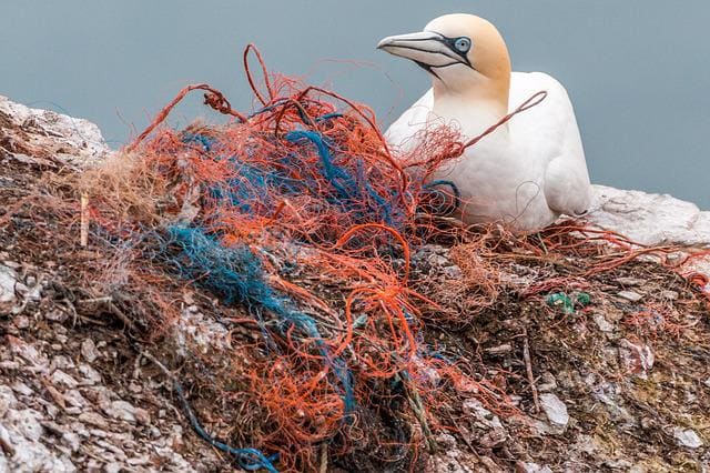 Microplastiques, océan et oiseau : quelles solutions pour les éliminer?