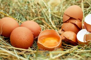 Coquilles d'œufs qui permettent de fabriquer le collagène végétarien.