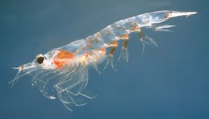 Euphausia superba, crustacé utilisé pour fabriquer l'huile de krill.