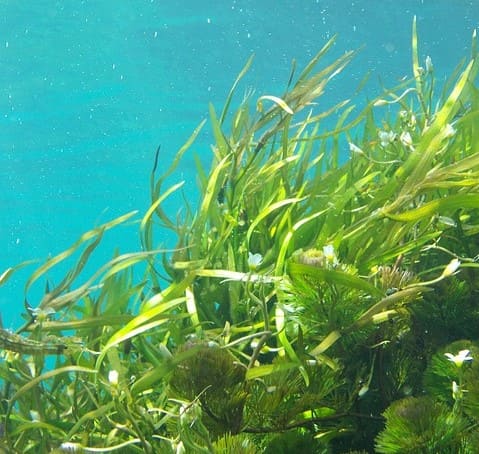 Algue Kelp, riche en oméga-3 vegan.
