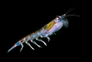 Crustacé qui permet de fabriquer l'huile de krill.