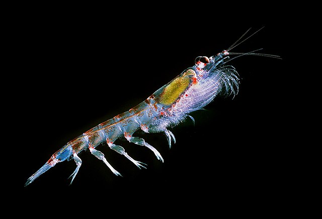 Crustacé qui permet de fabriquer l'huile de krill.