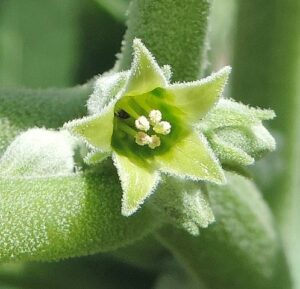 Withania Somnifera ou Ashwagandha: avis et tests de cette plante en complément alimentaire.